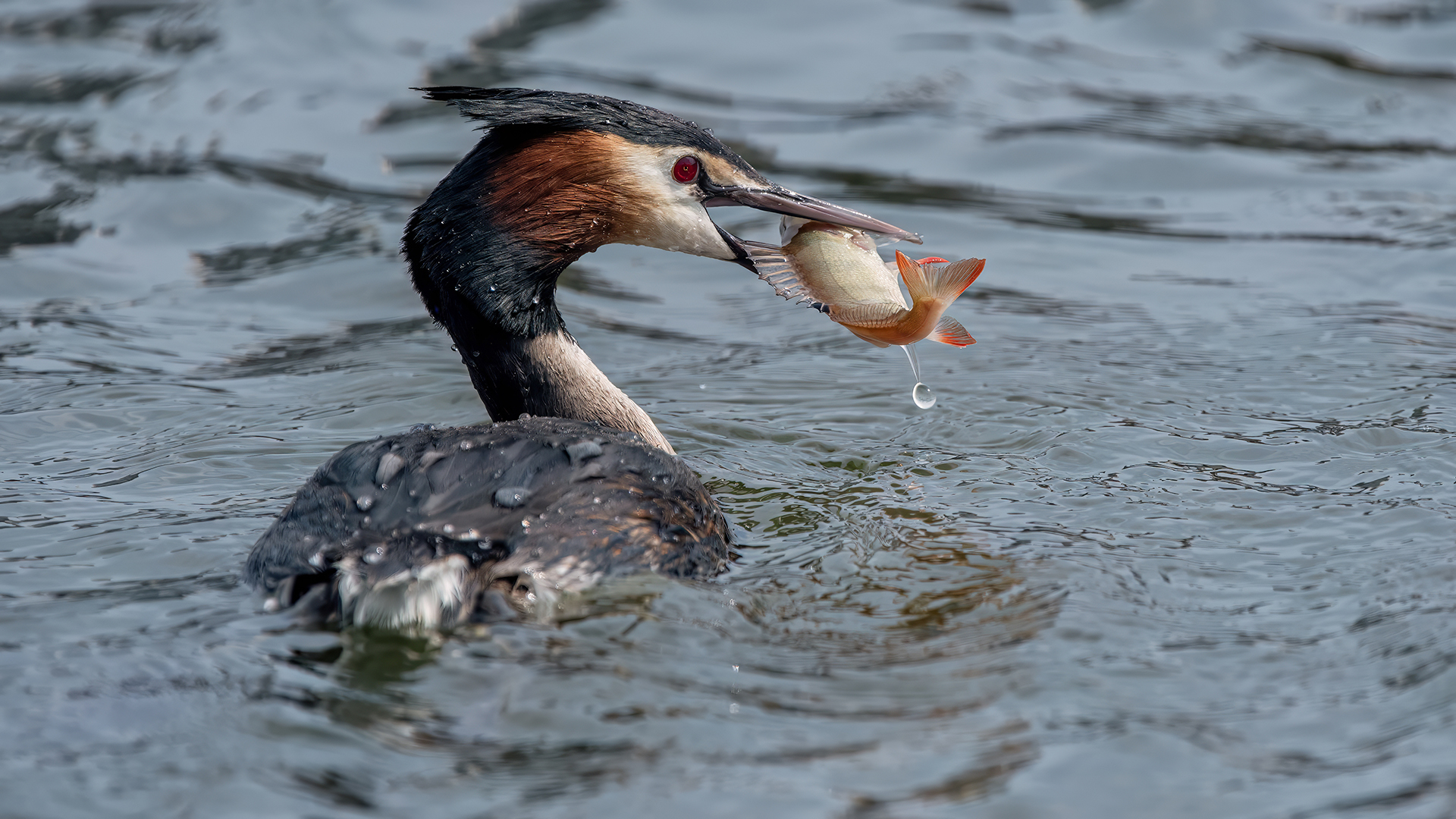 Great Crested Grebe